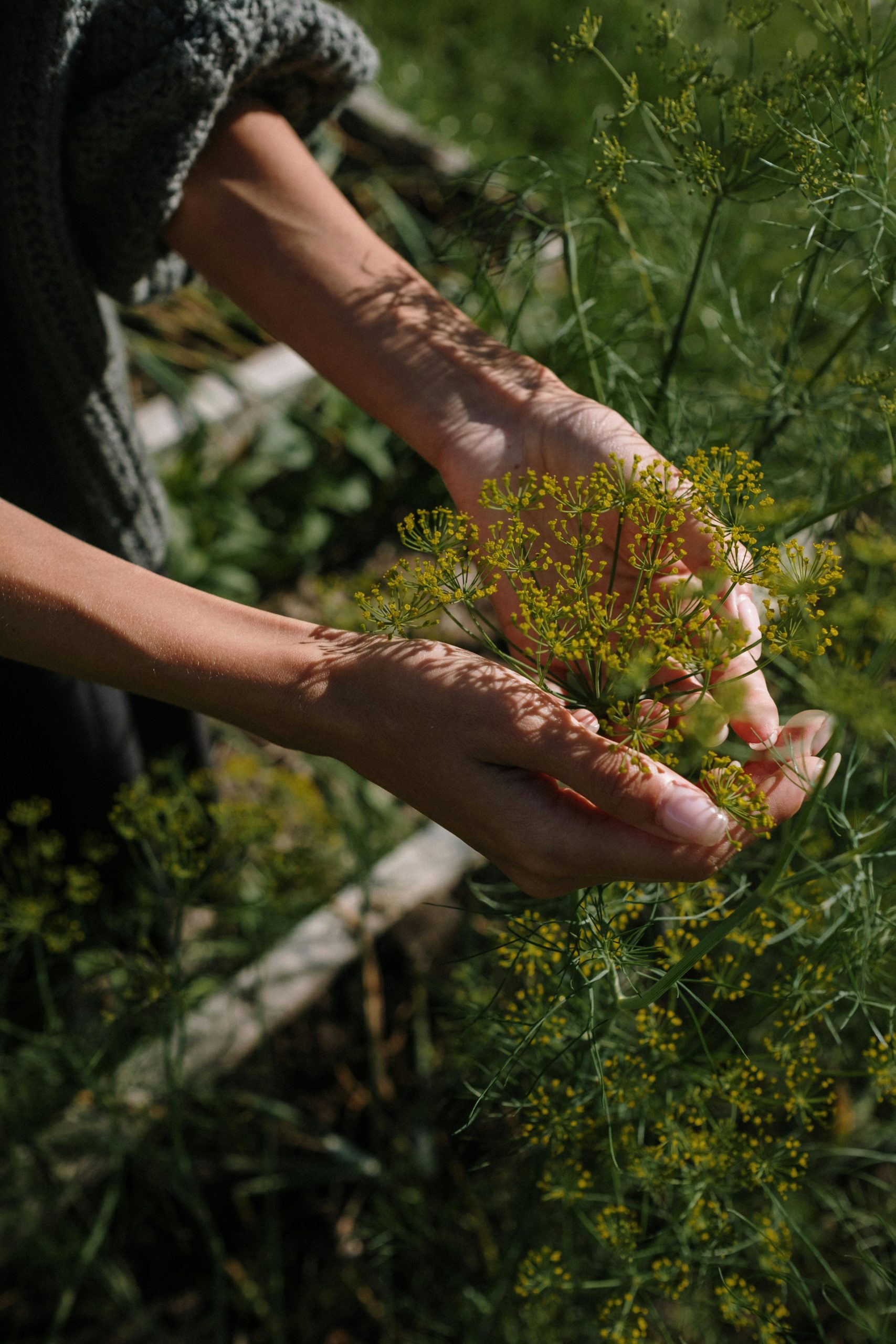 Trésors du jardin 1